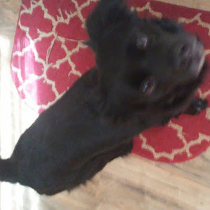 Meet your Posher, Gabriel